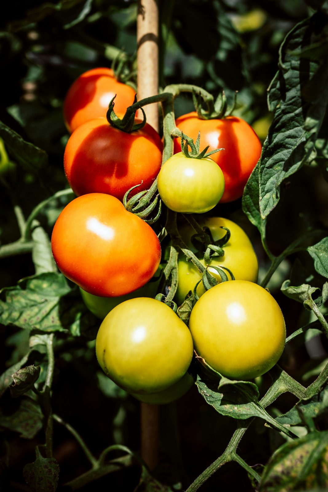 Flowering and fruiting crop — Renovum in the field